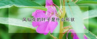 凤仙花的叶子是什么形状,第1图