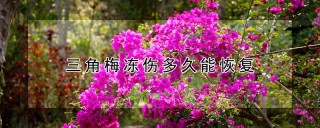 三角梅冻伤多久能恢复,第1图