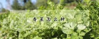 香菜怎么种,第1图