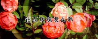 钻石玫瑰怎么养,第1图