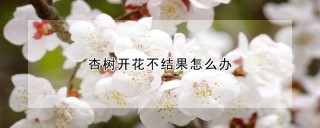 杏树开花不结果怎么办,第1图