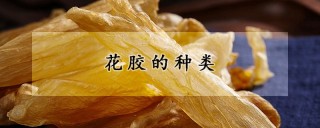 花胶的种类,第1图