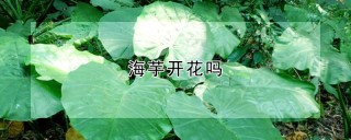 海芋开花吗,第1图