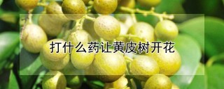 打什么药让黄皮树开花,第1图