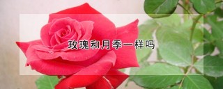 玫瑰和月季一样吗,第1图