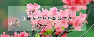 杜鹃花的扦插繁殖方法,第1图