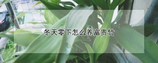 冬天零下怎么养富贵竹,第1图