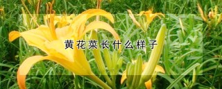 黄花菜长什么样子,第1图