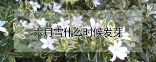 六月雪什么时候发芽,第1图