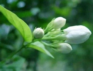 茉莉花的功效与作用，茉莉花八大功效与作用,第2图