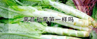 莴苣和莴笋一样吗,第1图