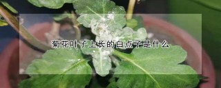 菊花叶子上长的白点子是什么,第1图