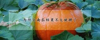 为什么南瓜结果不大就掉了,第1图