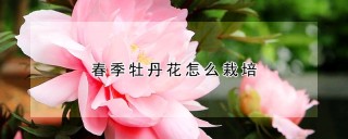 春季牡丹花怎么栽培,第1图