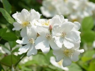 蔷薇花的风水作用，盘点蔷薇花六大风水作用,第1图