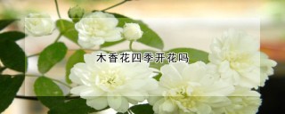 木香花四季开花吗,第1图