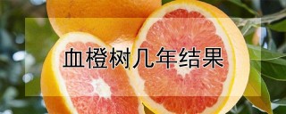 血橙树几年结果,第1图