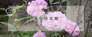 藤牡丹花期,第1图