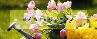 葡萄糖浇花的正确方法,第1图