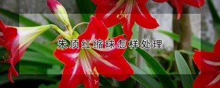 朱顶红缩球怎样处理,第1图