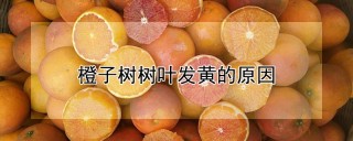 橙子树树叶发黄的原因,第1图