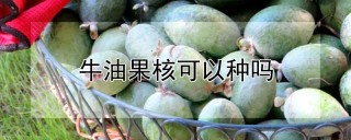 牛油果核可以种吗,第1图