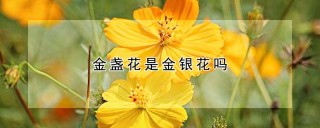 金盏花是金银花吗,第1图