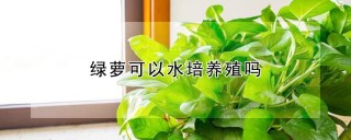 绿萝可以水培养殖吗,第1图