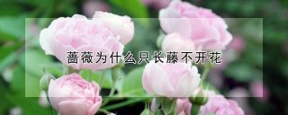 蔷薇为什么只长藤不开花,第1图