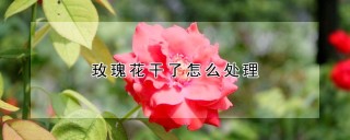 玫瑰花干了怎么处理,第1图