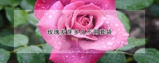 玫瑰发芽多久不用套袋,第1图