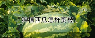 种植西瓜怎样剪枝,第1图