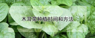 木耳菜种植时间和方法,第1图