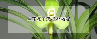 兰花冻了怎样补救呢,第1图