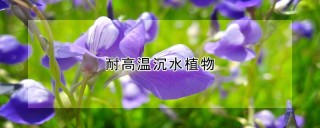 耐高温沉水植物,第1图