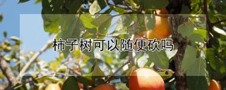 柿子树可以随便砍吗,第1图