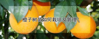 橙子树苗如何栽培及管理,第1图