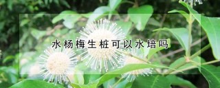 水杨梅生桩可以水培吗,第1图