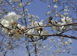 玉兰花花语，代表着高洁、芬芳，纯洁的爱，感恩,第4图