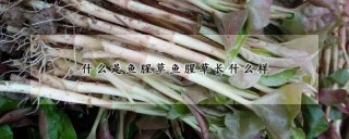 什么是鱼腥草鱼腥草长什么样,第1图