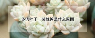 多肉叶子一碰就掉是什么原因,第1图