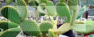 怎样让仙人掌开花,第1图