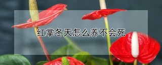 红掌冬天怎么养不会死,第1图