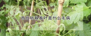 西红柿秧卷叶是什么毛病,第1图