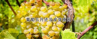 葡萄五月还没发芽原因,第1图