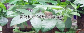 发财树怎么移植才能成活,第1图