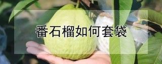 番石榴如何套袋,第1图