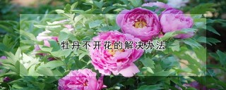 牡丹不开花的解决办法,第1图