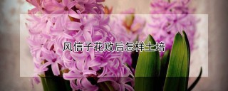 风信子花败后怎样土培,第1图