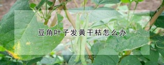 豆角叶子发黄干枯怎么办,第1图